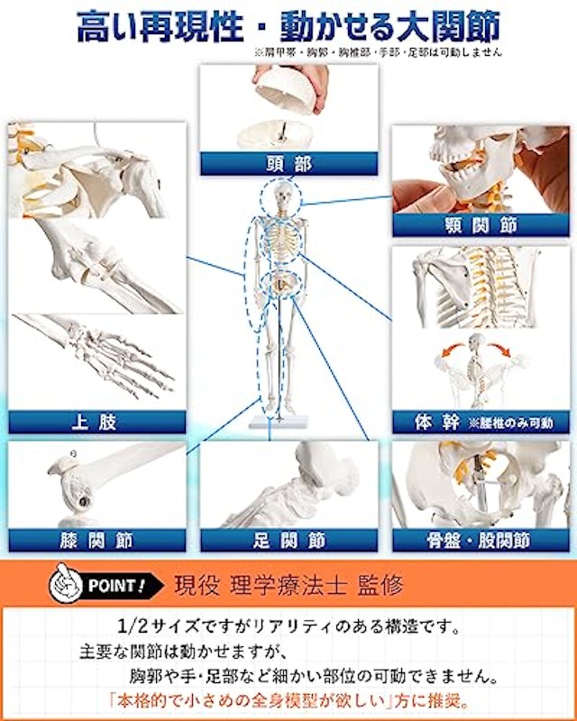 全身骨格模型 5