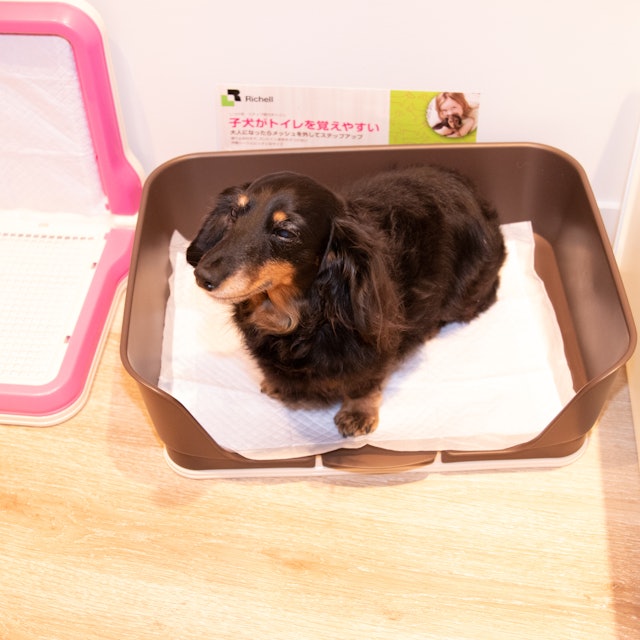 徹底比較 犬用トイレトレーのおすすめ人気ランキング16選 Mybest