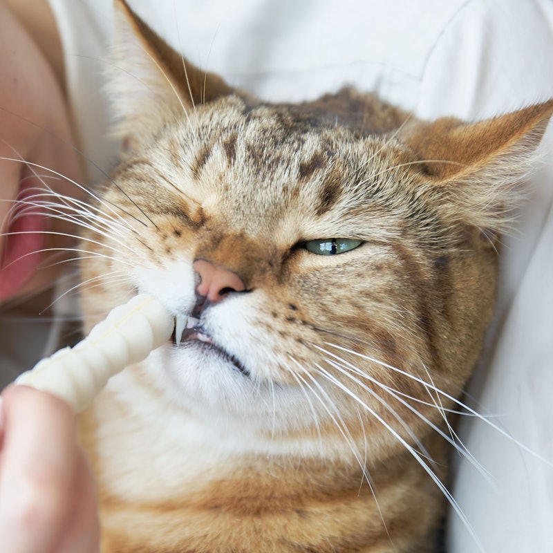徹底比較 猫用歯ブラシのおすすめ人気ランキング10選 Mybest
