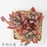 地植えにおすすめの多肉植物のおすすめ人気ランキング【屋外でも育つ!2026年】 5