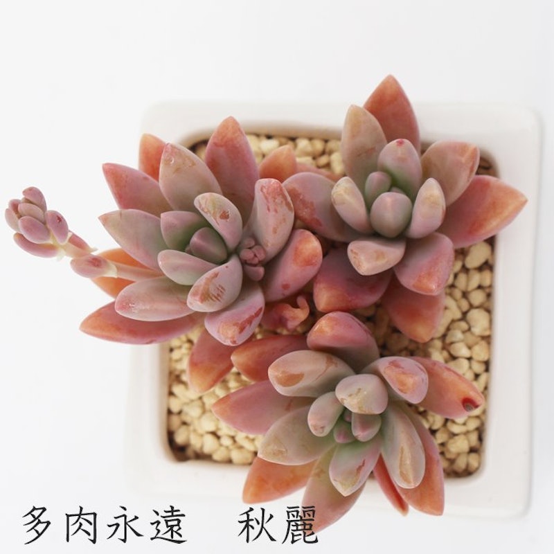 秋麗 1