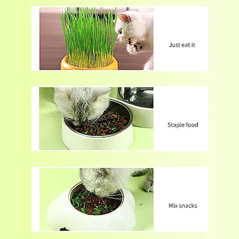 猫草栽培キット 4