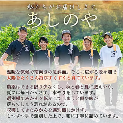 和歌山県産有田みかん  4