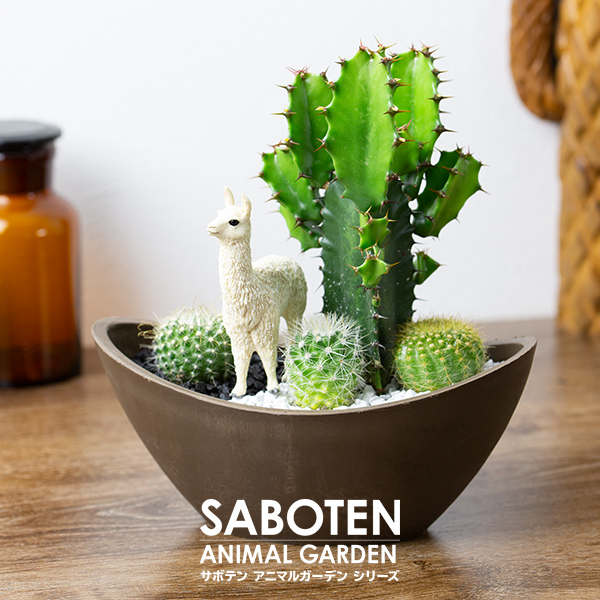 21年 サボテンのおすすめ人気ランキング11選 Mybest