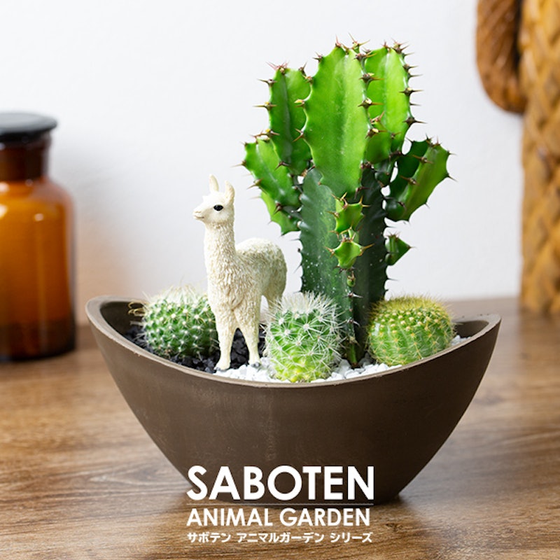 21年 サボテンのおすすめ人気ランキング11選 Mybest 21年 サボテンのおすすめ人気ランキング11選 Mybest