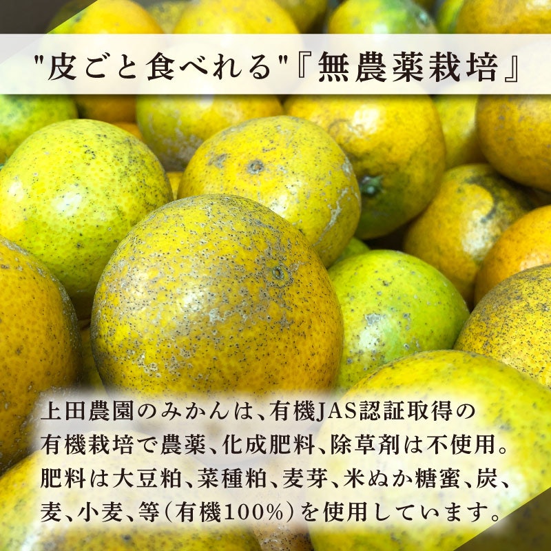 うえださん家の有機みかん 5