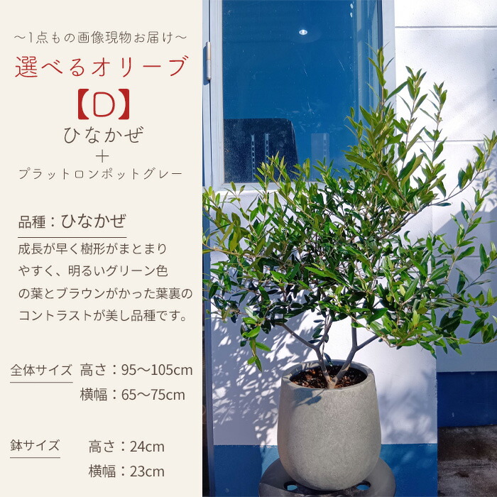 選べるオリーブ 5