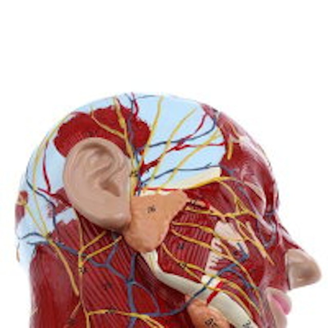 21年 人体模型のおすすめ人気ランキング10選 Mybest 21年 人体模型のおすすめ人気ランキング10選 Mybest