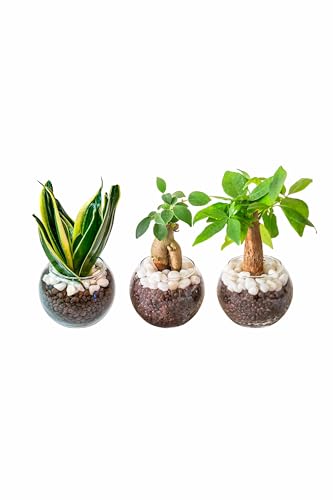 観葉植物 卓上 ミニ ハイドロカルチャー 1