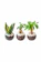 Groovoost 観葉植物 卓上 ミニ ハイドロカルチャー 1