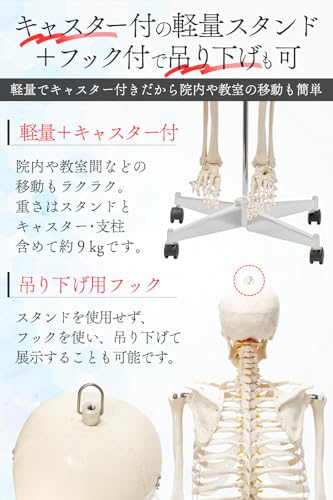 人体模型  4