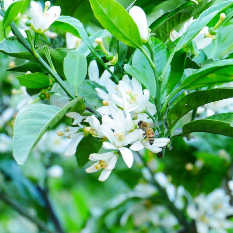 国産純粋はちみつ みかん蜜 4