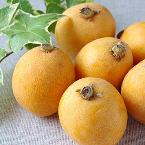 長崎県産 茂木びわ 1