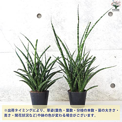 サンスベリア  ファーンウッド 3