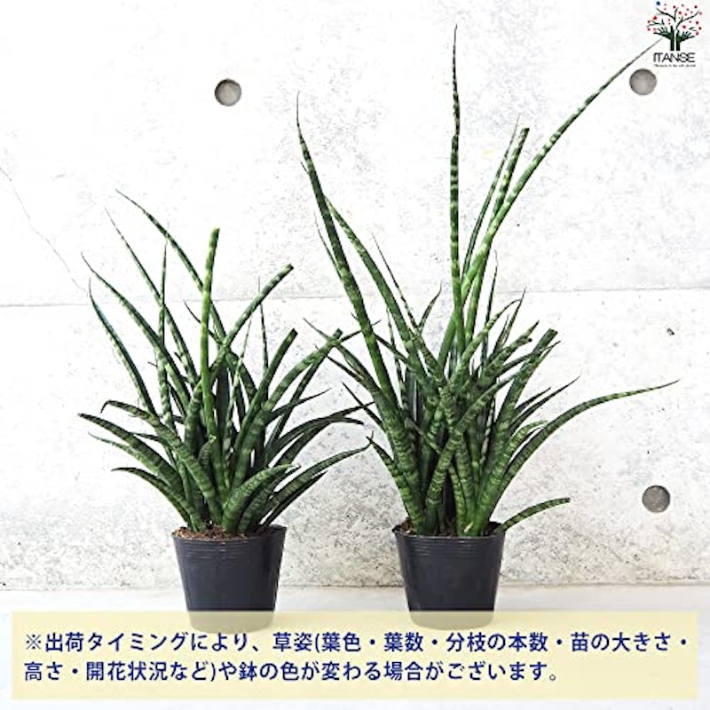 サンスベリア ファーンウッド 3