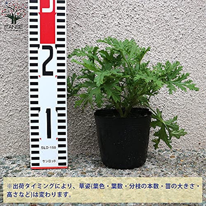 蚊よらずハーブ 蚊連草(カレンソウ) 3