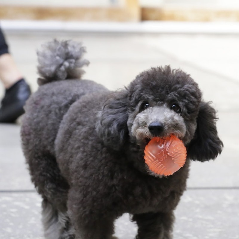 徹底比較 犬用おもちゃのおすすめ人気ランキング15選 ボール ぬいぐるみ 知育玩具も Mybest