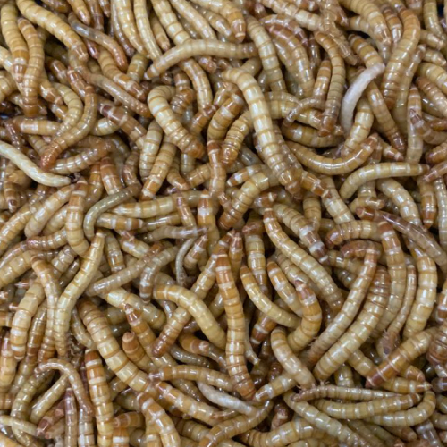 21年 ペットミルワームのおすすめ人気ランキング7選 Mybest