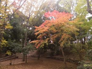 本門寺公園キャンプ場 1