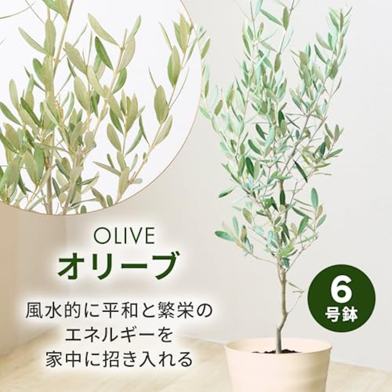 オリーブ 2