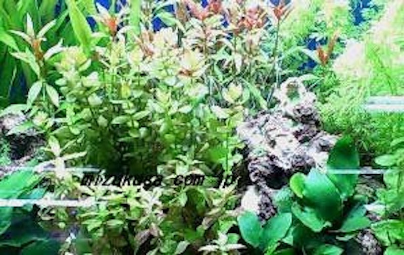 簡単育成水草10種セット 1