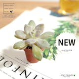 地植えにおすすめの多肉植物のおすすめ人気ランキング【屋外でも育つ!2026年】 4