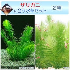21年 ザリガニ向けの水草のおすすめ人気ランキング8選 Mybest 21年 ザリガニ向けの水草のおすすめ人気ランキング8選 Mybest