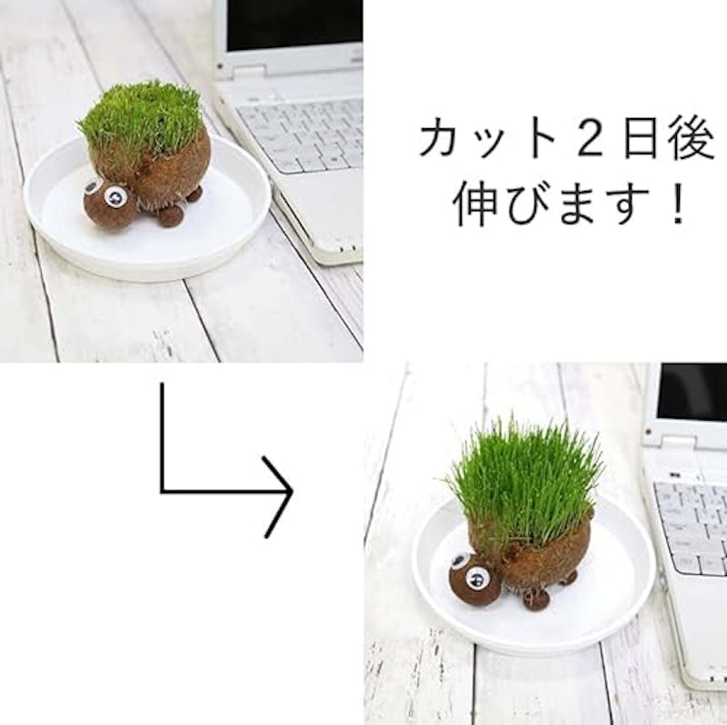 イタリアンライグラス(牧草)の楽しい栽培キット のび~るくん 3
