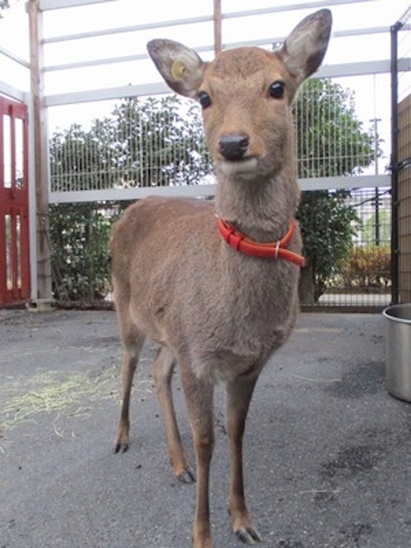 こども動物園 高島平分園 2