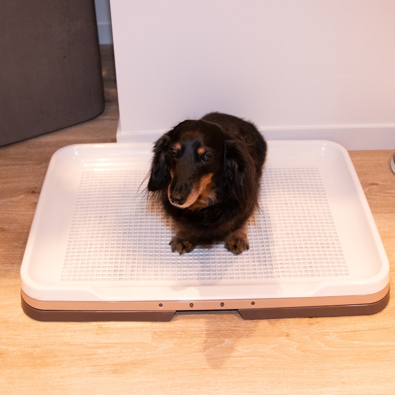 徹底比較 犬用トイレトレーのおすすめ人気ランキング16選 Mybest