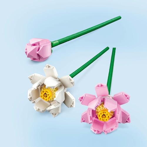ハスの花 2