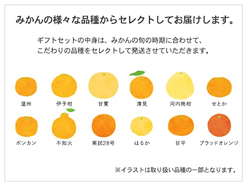 10FACTORY みかんゼリー 4