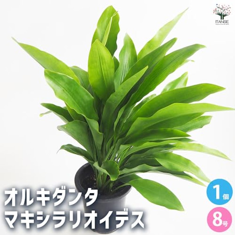 オルキダンタ マキシラリオイデス 2