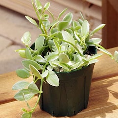 23年 おしゃれな観葉植物のおすすめ人気ランキング32選 Mybest 23年 おしゃれな観葉植物のおすすめ人気ランキング32選 Mybest