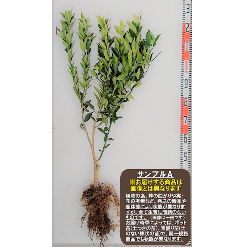 たまたま金柑 素掘り苗 1