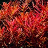 ビオトープ向け水草のおすすめ人気ランキング【2026年6月】 4
