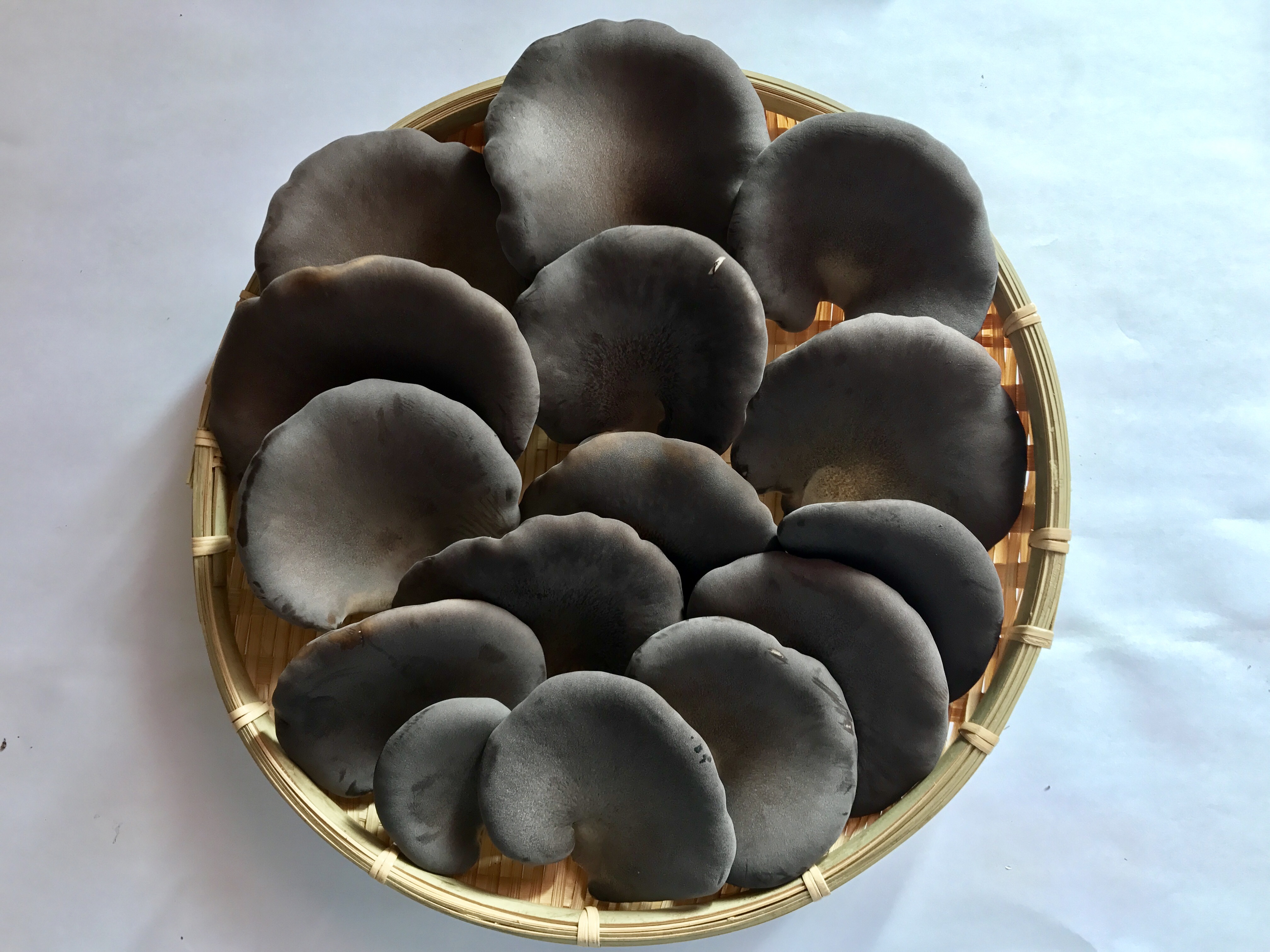 信州中野産　肉厚・黒あわび茸 1