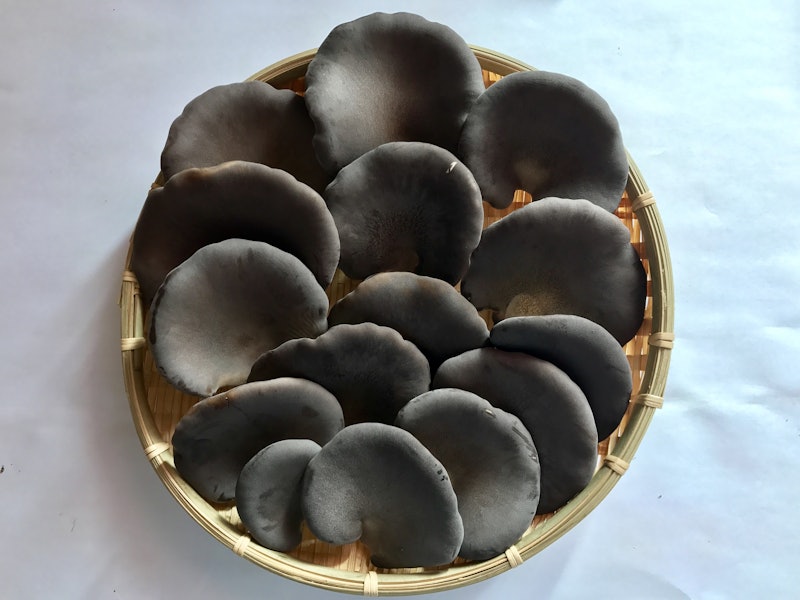 信州中野産 肉厚・黒あわび茸 1