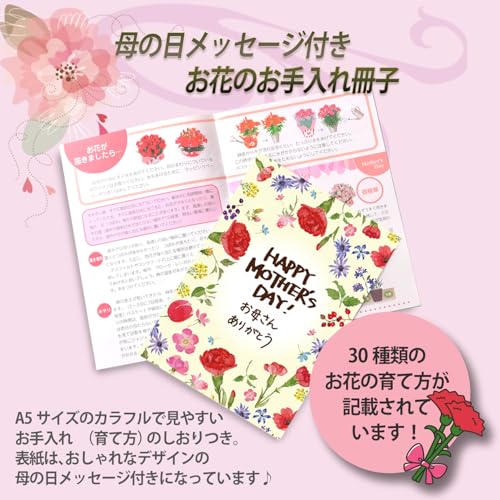 カーネーション ゴールドスター 鉢植え 5