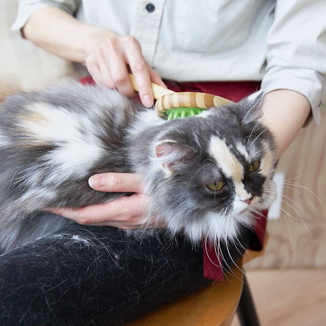 徹底比較 猫用ブラシのおすすめ人気ランキング10選 Mybest