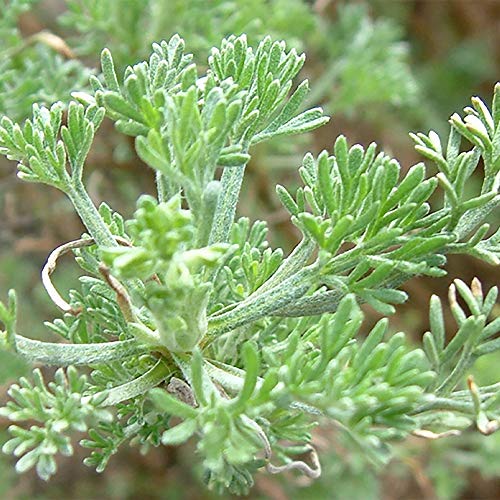 22年 虫除け用ハーブの鉢のおすすめ人気ランキング9選 Mybest