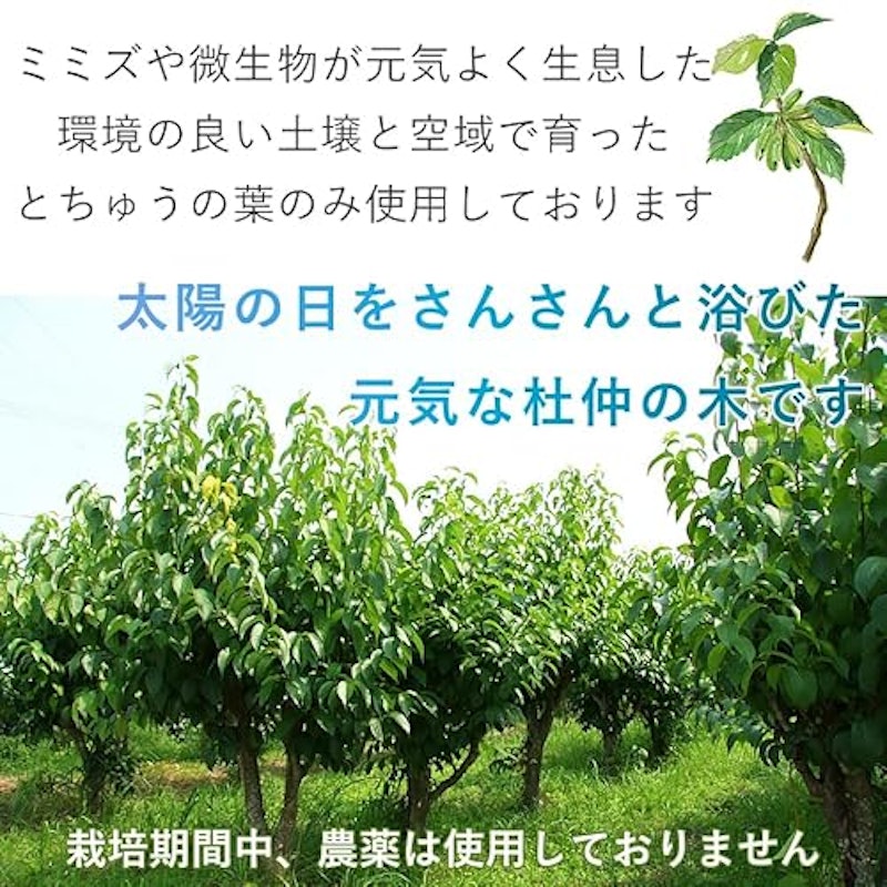 杜仲茶 4