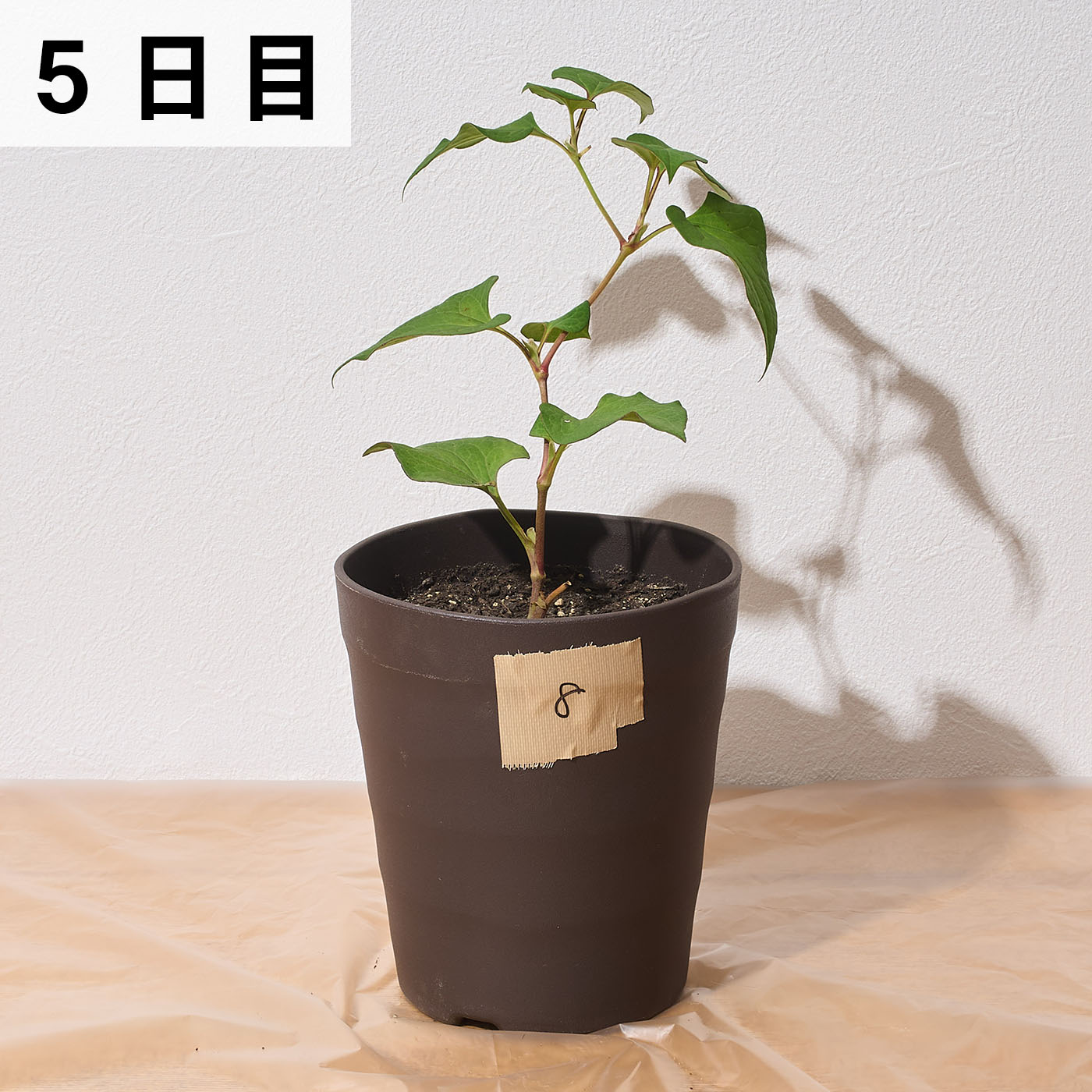 はやく効くお酢の除草剤 8