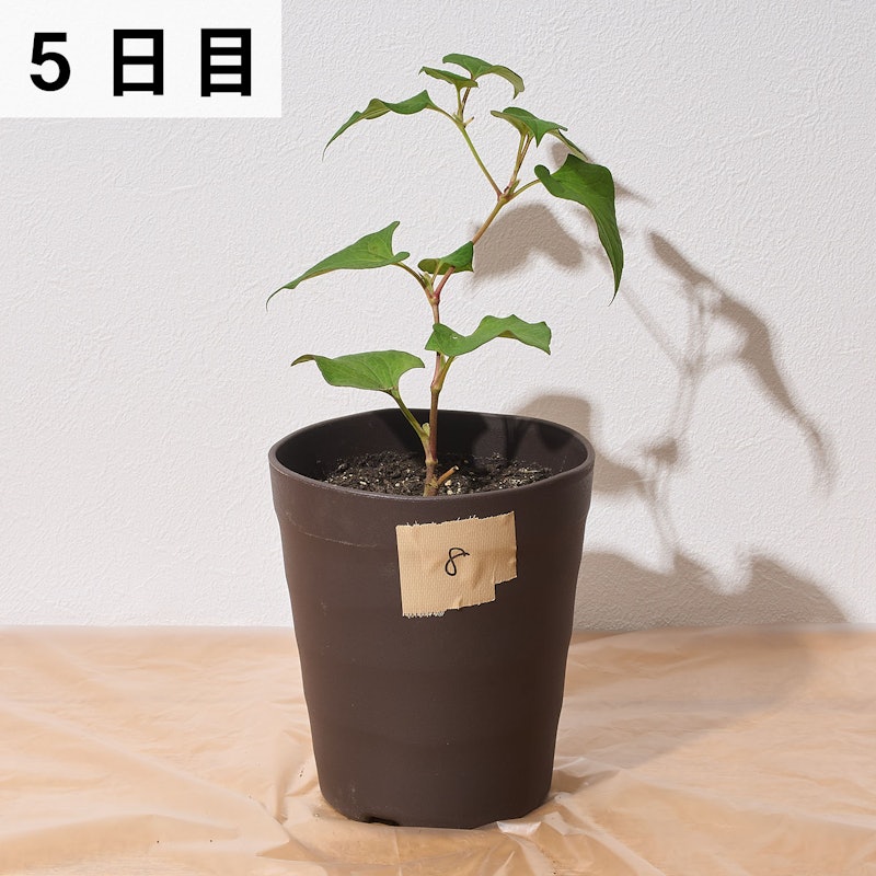 はやく効くお酢の除草剤 8