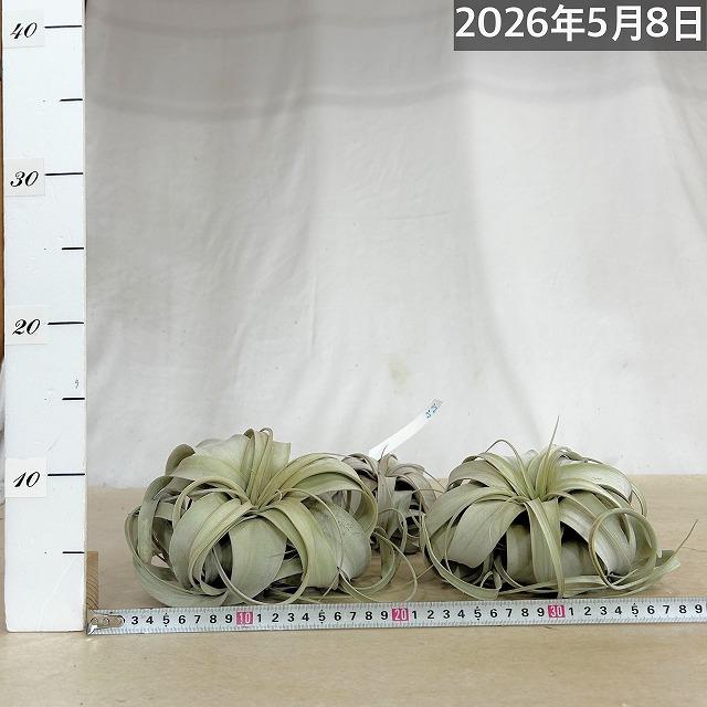 エアプランツ キセログラフィカ 7