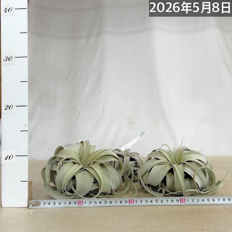 エアプランツ キセログラフィカ 7