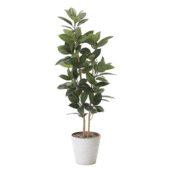 21年 光触媒で加工された観葉植物のおすすめ人気ランキング10選 Mybest