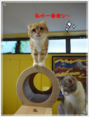 猫まみれツリーハウス 6