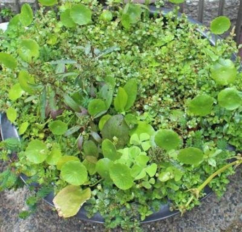 ビオトープ用水草 1