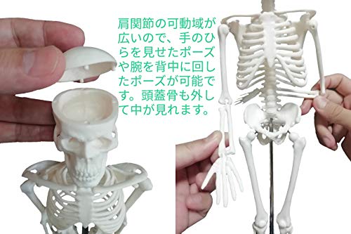 全身骨格模型  4